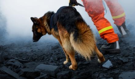 Mitel Unify Critical Event Management CEM header