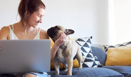 Pandemic Pets Mitel header